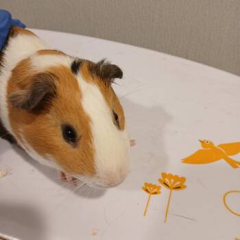 Rescue Guinea Pig Guinea Pigs for Adoption in Tampa, Florida - Cinnamin | PetCurious